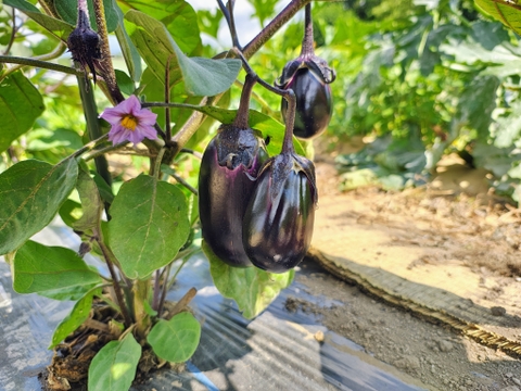 【栽培期間中　農薬不使用】王道×希少の“いいとこ取り”茄子セット（60サイズの箱にはいるだけ！）