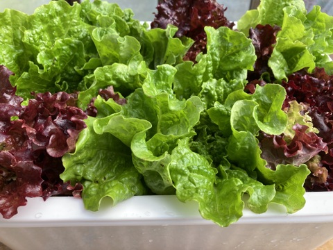 もりもりサンチュとサニーレタス詰め合わせ