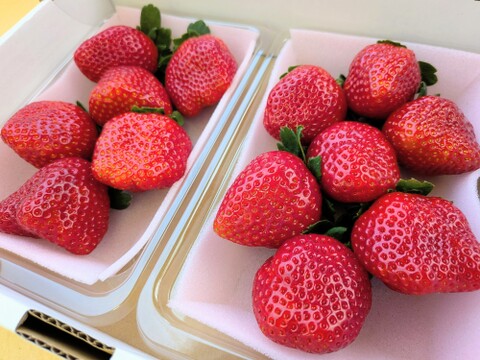 朝摘み！栃木県産★完熟とちあいか！大粒A品！甘くて酸味が少ない品種です！