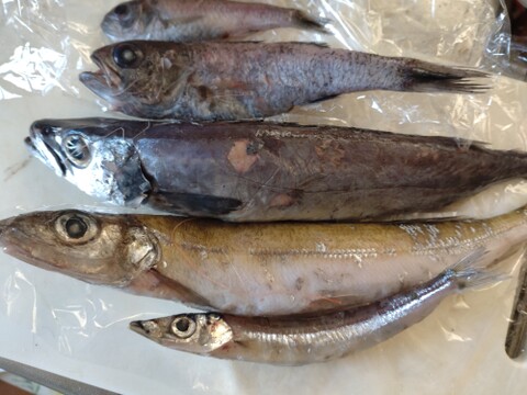 【魚ガチャ】初心者必見！何が入っているかわからない［未利用魚］おかず