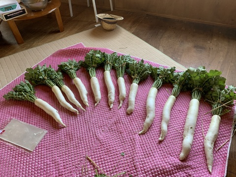 奥出雲産自然栽培だいこん(1kg)