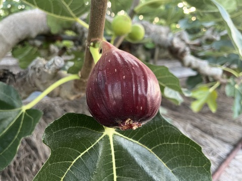 【完熟】城陽産輝きのいちじく　エヌベール農園