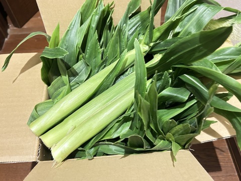 【夏ギフト】ヤングコーン 生 30本 5つ星ホテルご用達 レストランサイズ 8-12cm 新鮮 夏野菜 ヒゲ 皮 葉付き  岡山 ひるぜん農園 YOUNG_30