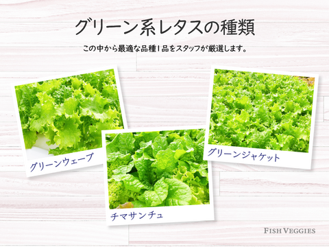 【FISH VEGGIES】フィッシュベジ季節のサラダセット 90g〜　化学肥料/農薬不使用だから安心して食べられる