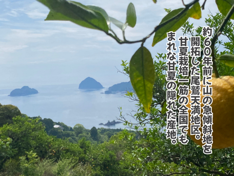 【超熟甘夏 – 雨と太陽と時間が育てた果実】尾鷲甘夏5kg