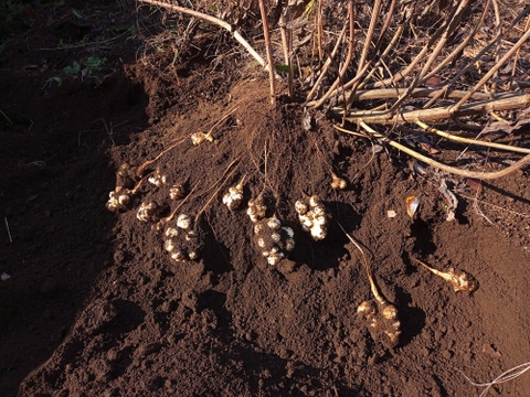 【話題のスーパーフード!!】　菊芋 1kg (250gx4p)