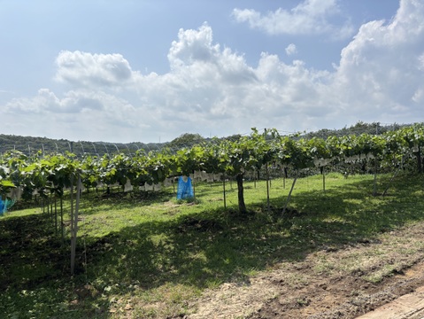 黄玉ぶどう⭐︎至福の甘味と味わい♪おためし1房自宅用