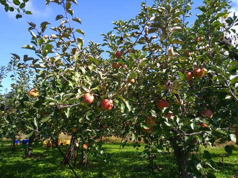 秋の色々なりんごを混ぜます！家庭用です😄
ジャムにも最適！