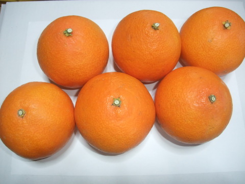 【冬ギフト】とろける・プル甘！ひめまる愛果まどんな（贈答用約3Kg）