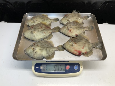 【肝がバターのようだ】本カワハギ/大きめサイズ/1000~1180g/【生】