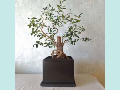 【ギフトにも◎】南アルプスのオリーブ盆栽　エルグレコ  (PS222)