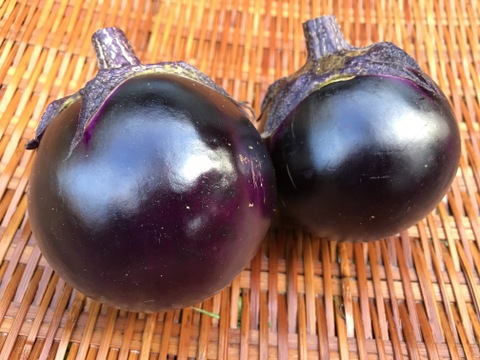 高級京野菜!おいしさで評判の「賀茂ナス」(8本)【農薬不使用】