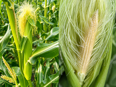 【予約販売】軽井沢で採れたての自然の甘さヤングコーン20本入