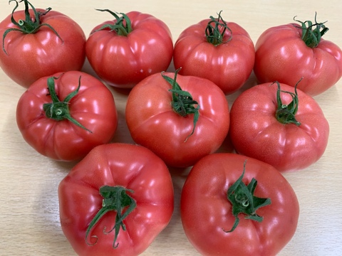 朝採れの高糖度 “潮の香りトマト”1kg茶箱