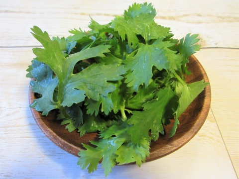 【京都産】露地で育てた香り高いパクチー（コリアンダー）　500ｇ