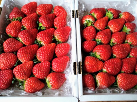 完熟よつぼし☆（ご家庭用・約530g×2箱）