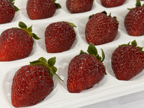 【とても稀少な黒いちご】「満天☆青空レストラン」で紹介された特選食材です！軽井沢高原プレミアムいちご（真紅の美鈴）・化学農薬を限界まで抑えたこだわりの当園独自農法★15粒または18粒入り【贈答用】