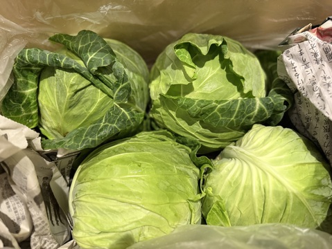 シャキシャキ！春キャベツ4玉