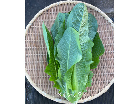 【オーガニック】毎日食べたい ☆ リーフレタス 6袋（オークレタス、バターレタス、ロメインレタス、フリルレタス）