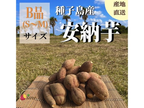 【期間限定】種子島産 新じゃが(M・L・2L)＆熟成安納芋B品(S〜Mサイズ)｜合計 2kg 旬の味わいセット🍠🥔