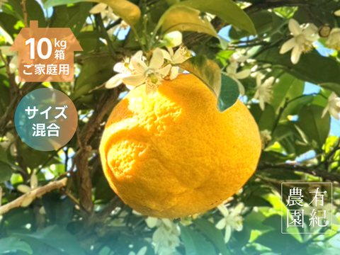 初夏の甘酸っぱさ🍊甘夏【家庭用・サイズ混合・10kg箱】
