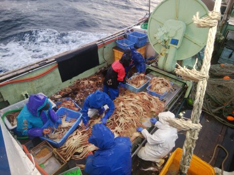 【年始売切SALE】香住蟹/ベニズワイガニ/タグ付/浜茹で/特2/大サイズ/2匹/1100~1400g【冷凍】