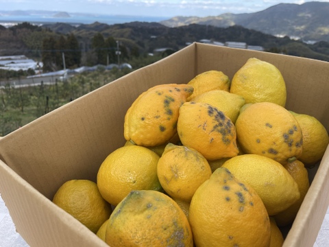 ◆訳あり特価◆レモン「リスボン」　たっぷり使える５キロ