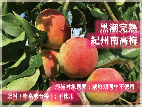 完熟紀州南高梅 1kg「節減対象農薬：栽培期間中不使用」「梅干し用