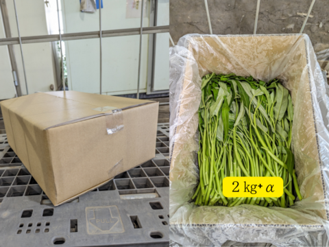 シャキシャキ！暑い夏でも食べたくなるエンサイ(2kg）