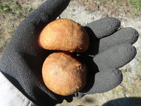 【利平栗 とにかく大きい40g以上の極大粒】希少で人気の　利平栗　農薬不使用 　900g