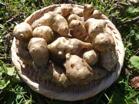 冬の芋類４種バラエティセット（4kg）さつまいも・里芋・菊芋・ヤーコン