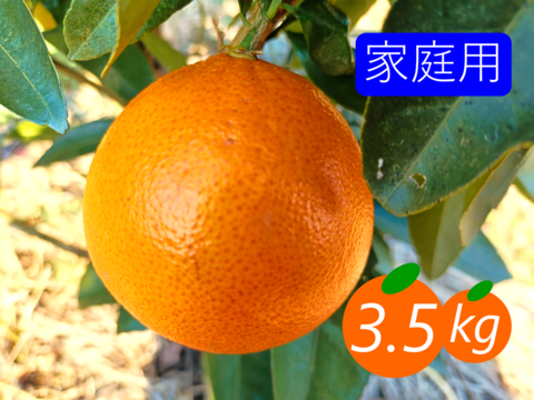 【家庭用】プリンセス 3.5kg 最強コラボの新品種(まどんな×甘平)☆高級柑橘♫愛媛みかん！