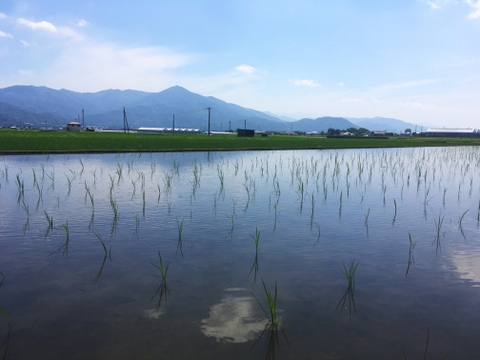 精米後発送！R５年徳島県産アキサカリ2kg（玄米時の重量です。精米時は１割程重量が減ります。）