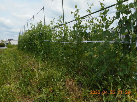 スナップエンドウ：自然農栽培で育てた奈良の野菜