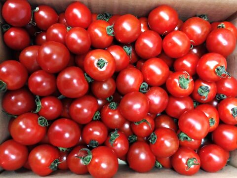 有機JAS認証『ミニトマト「エコスイート」2kg』ぷりぷり果肉とやさしい甘みの有機ミニトマト！