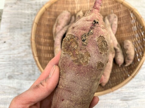 自然栽培〈規格外べにはるか10㎏・訳ありべにはるか10㎏セット〉大分県産さつまいも 20kg