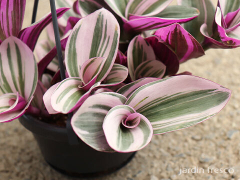 おしゃれなハンギングタイプ！観葉植物 トラディスカンチア ナヌーク 10.5cm吊り鉢 (203785)