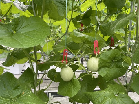 【お漬物に】【数量限定】子メロン（摘果メロン）　４㎏