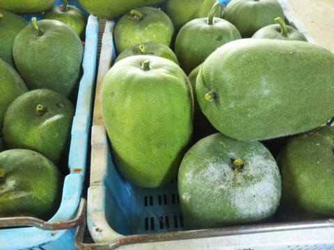 【姫冬瓜・・・大量に収穫始しました】
可愛いサイズの姫冬瓜です（約１．５kg／玉）
秋の健康増進にお役立てください。