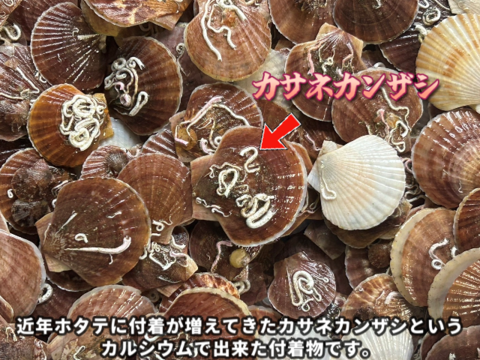 漁師が喰う味噌汁　5P入り