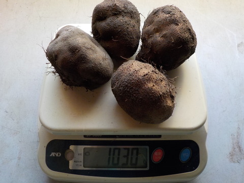 ネバネバ～とろ～んの丹波篠山特産　山の芋（ヤマノイモ）1kg（ひょうご安心ブランド食品）