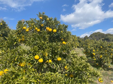 【自然栽培】日向夏４kg箱詰 -農薬不使用・無肥料・無除草剤-