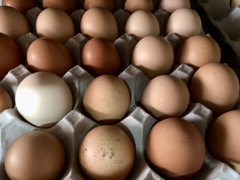 終生飼養の卵【加工向けB品】 160玉トレイ 【大地の卵】