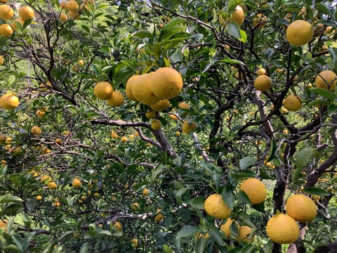 農薬不使用】ニューサマーオレンジ4kg：神奈川県産のオレンジ｜食べ