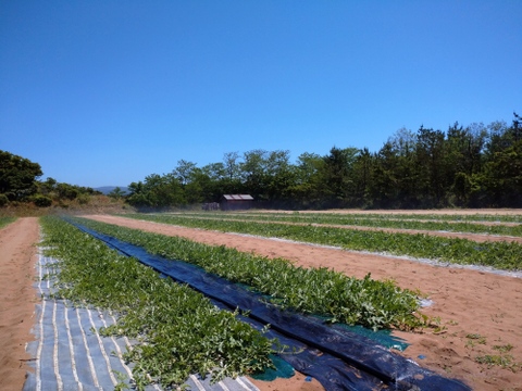 皮のふちまでシャリシャリ甘い！にしまるスイカ(小玉西瓜)　１玉入り(約２kg以上)