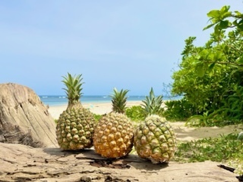 ボコットパイン　700g〜800g  3個