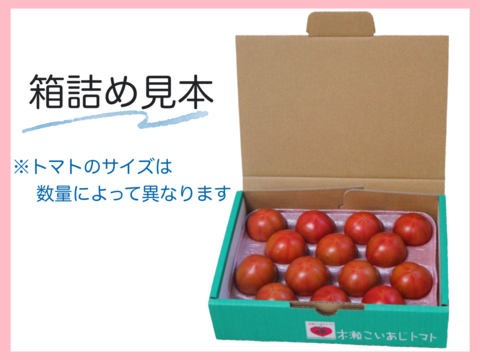 【今が旬】味が濃い！高糖度フルーツトマト"木瀬恋味トマト"(1kg)