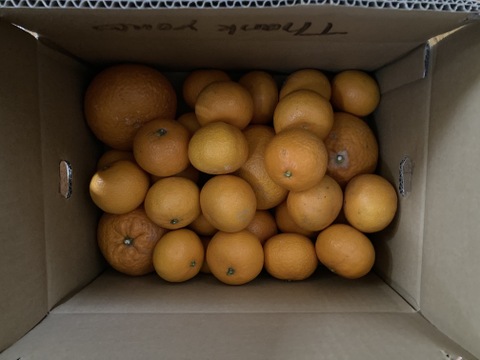 完熟木なり清見オレンジ5kg【訳あり】甘さ濃厚！　農家直送　愛媛県にしうわ