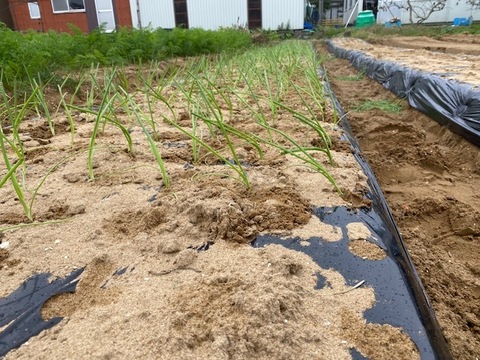 EM農法・農薬不使用栽培・新玉ねぎ・石川県産 5kg