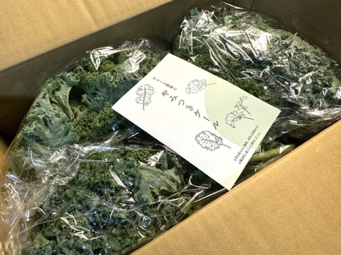 のらくら農場のケール1kg　栄養価コンテスト４冠達成！八ヶ岳山麓で農薬化学肥料を使わずに栽培